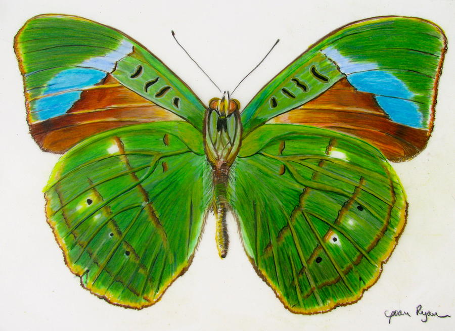 900x655 Green Butterfly Drawing - Green Butterfly Drawing