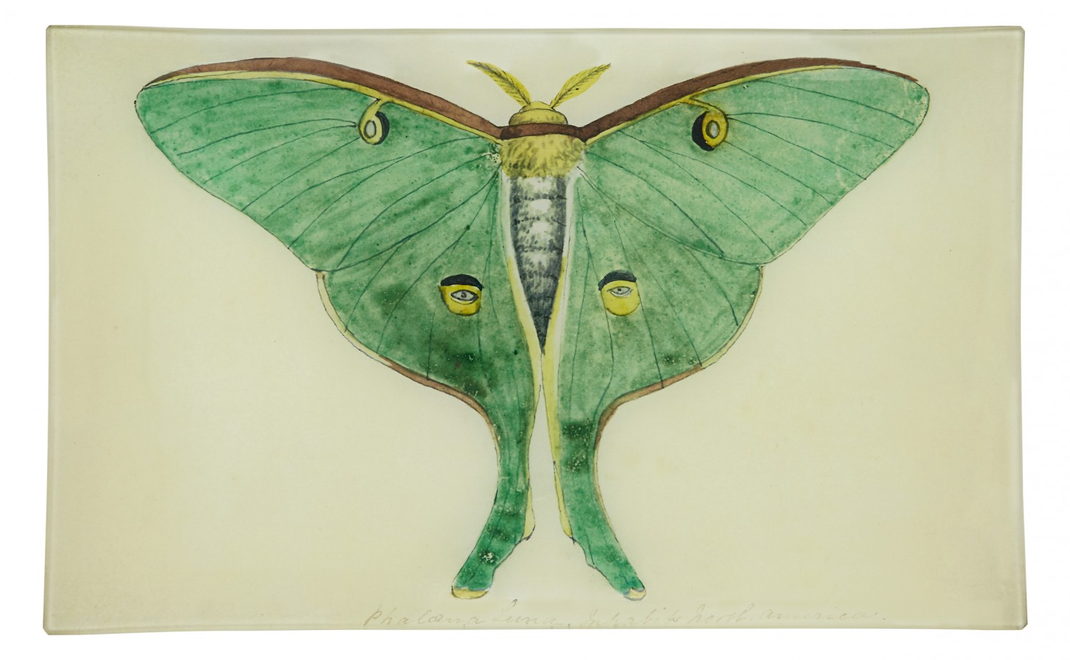 1500x926 green eyed butterfly tray jayson home - Green Butterfly Drawing