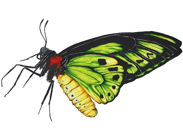 600x426 green birdwing butterfly animal drawing art mdubillustrations - Green Butterfly Drawing