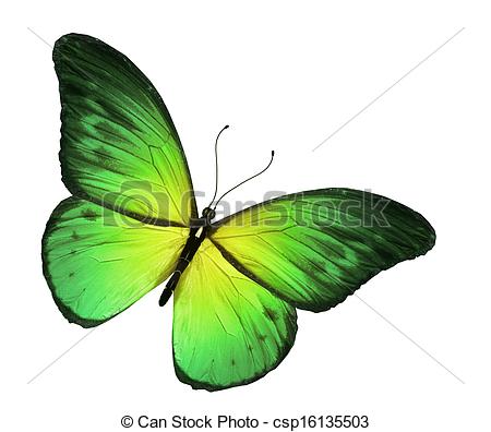 450x396 Green Butterfly, Isolated On White Background - Green Butterfly Drawing