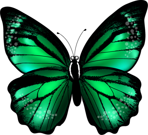 500x454 Risovannye Babochki Animal Butterfly, Butterfly Crafts - Green Butterfly Drawing