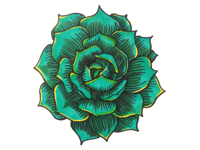 800x600 Succulent Drawing - Green Drawing