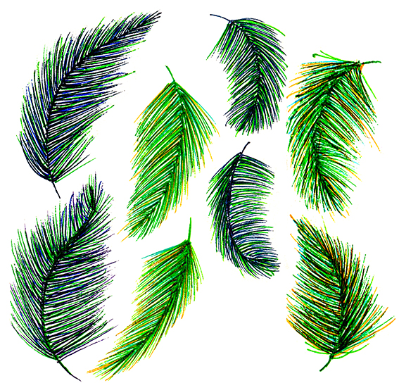 567x544 Drawing Of The Week Feathers Ella's Place - Green Drawing