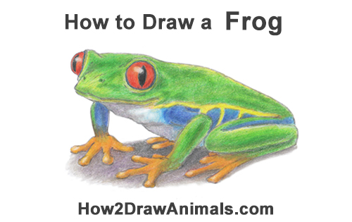 500x315 How To Draw A Frog - Green Frog Drawing