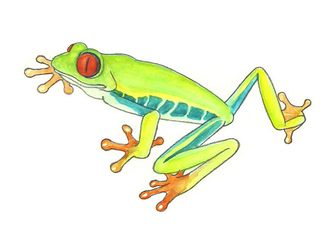 680x484 How To Draw A Rainforest Frog Steps - Green Frog Drawing