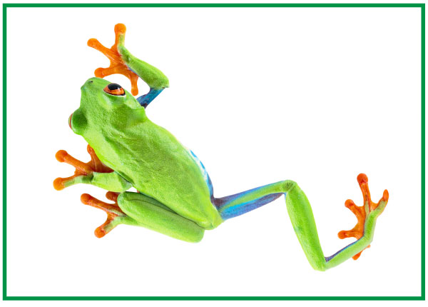 600x430 How To Draw A Red Eyed Tree Frog Plus Fun Facts! - Green Frog Drawing