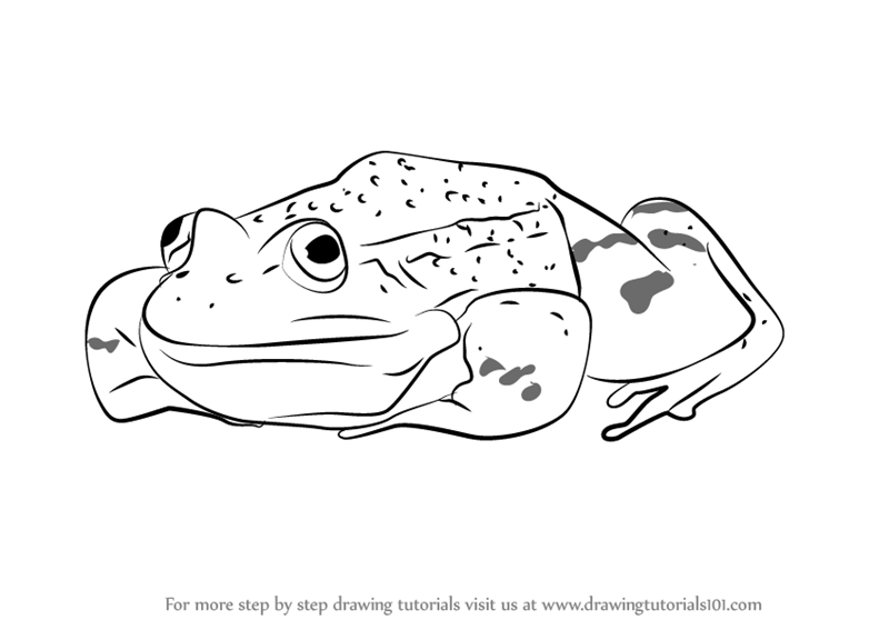 800x567 Learn How To Draw A Green Frog Sitting - Green Frog Drawing