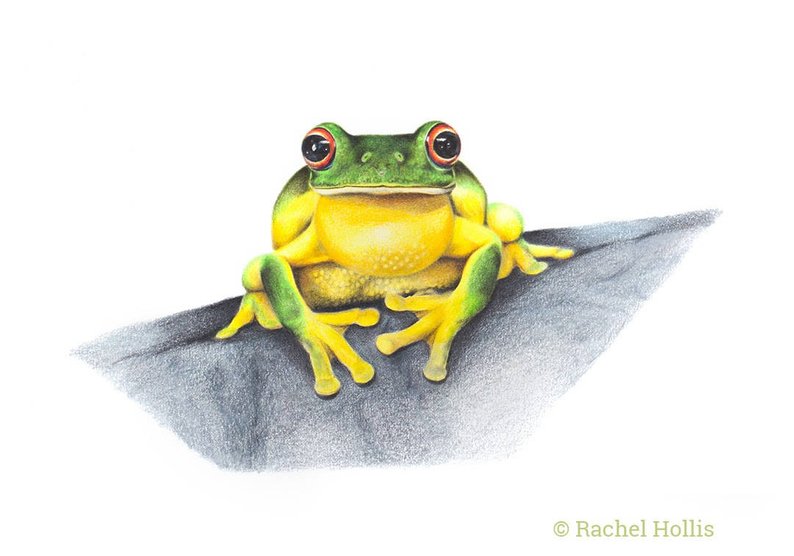 794x556 original frog drawing red eyed tree frog australian etsy - Green Frog Drawing