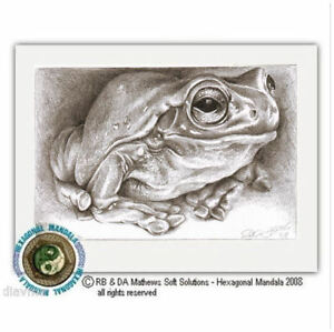 300x299 Art - Green Frog Drawing
