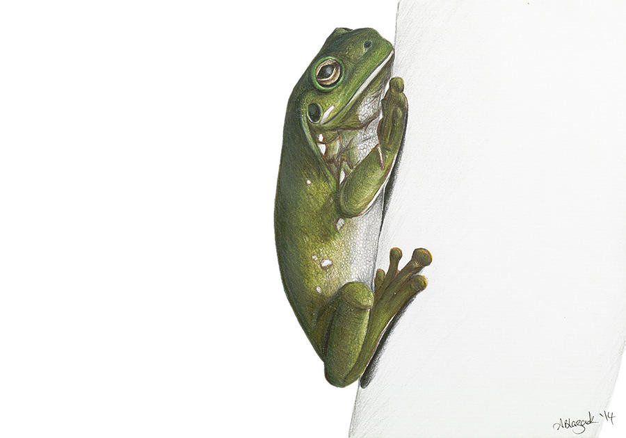 900x630 Australian Green Tree Frog Drawing - Green Frog Drawing