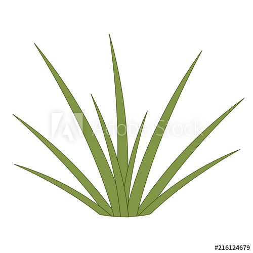 500x500 green grass, small bush shrub, blade of grass, white background - Green Grass Drawing