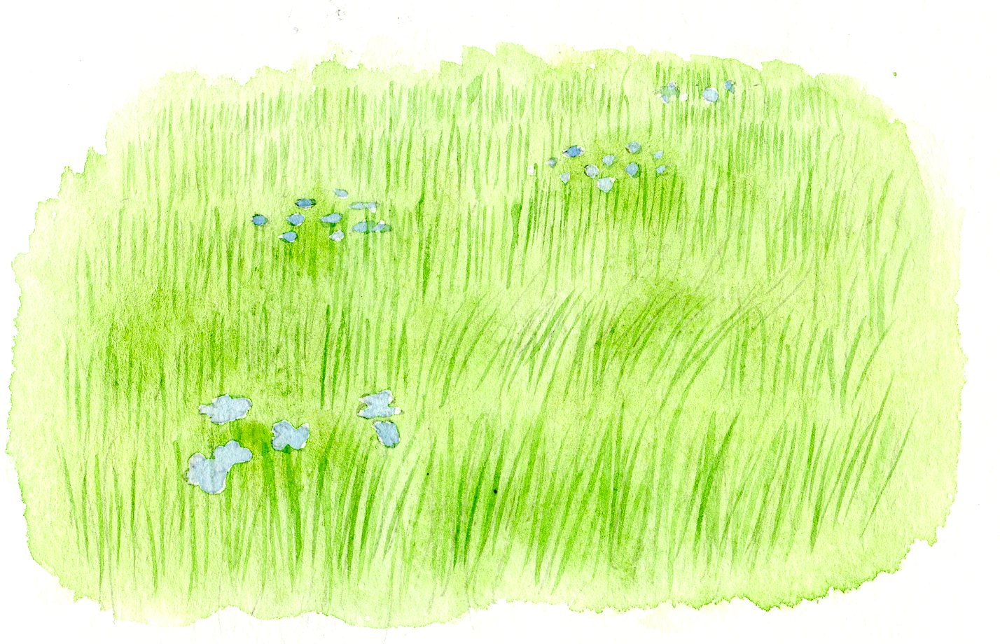 1428x920 how to paint grass in watercolor craftsy tutorial - Green Grass Drawing