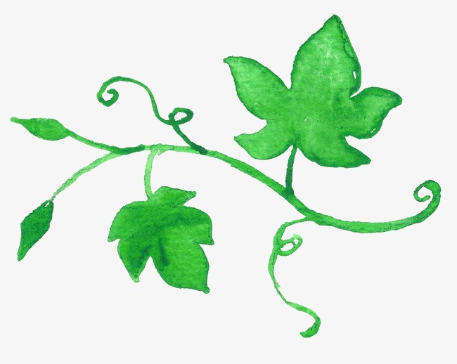 650x518 green leaves, drawing plant, greenery, drawing vines png image - Green Leaf Drawing