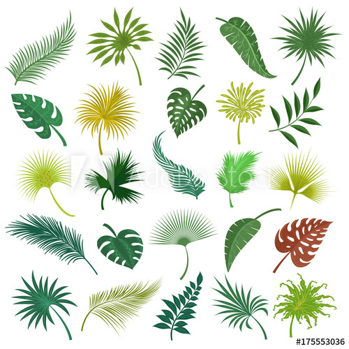 500x500 Illustrated Palm Exotic Green Leaves Isolated On White Background - Green Leaf Drawing