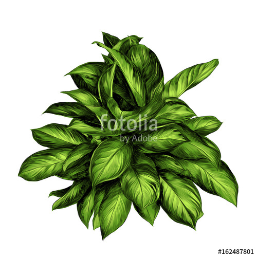 500x500 Aglaonema Flower Sketch Vector Graphics Color Drawing Of Green - Green Leaf Drawing
