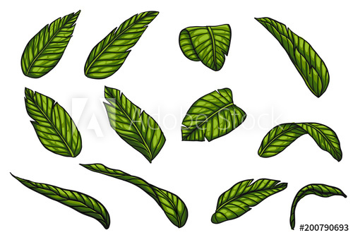 500x333 Banana Leaf Vector - Green Leaf Drawing