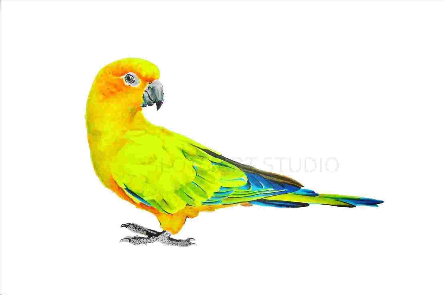 1501x999 Green Parrot Drawing With Colour - Green Parrot Drawing