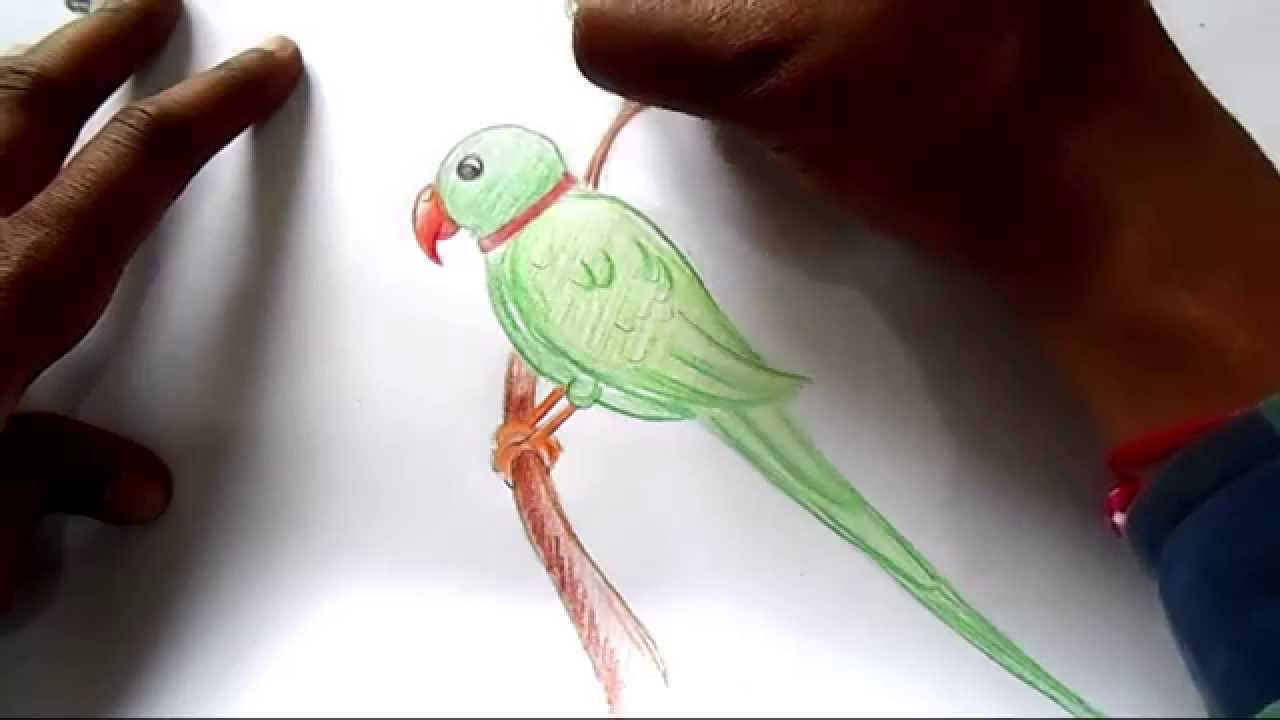 1280x720 How To Draw Parrot Step - Green Parrot Drawing
