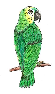 236x397 best parrots images parrots, parakeets, parrot drawing - Green Parrot Drawing