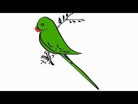 480x360 How To Draw Parrot Step - Green Parrot Drawing