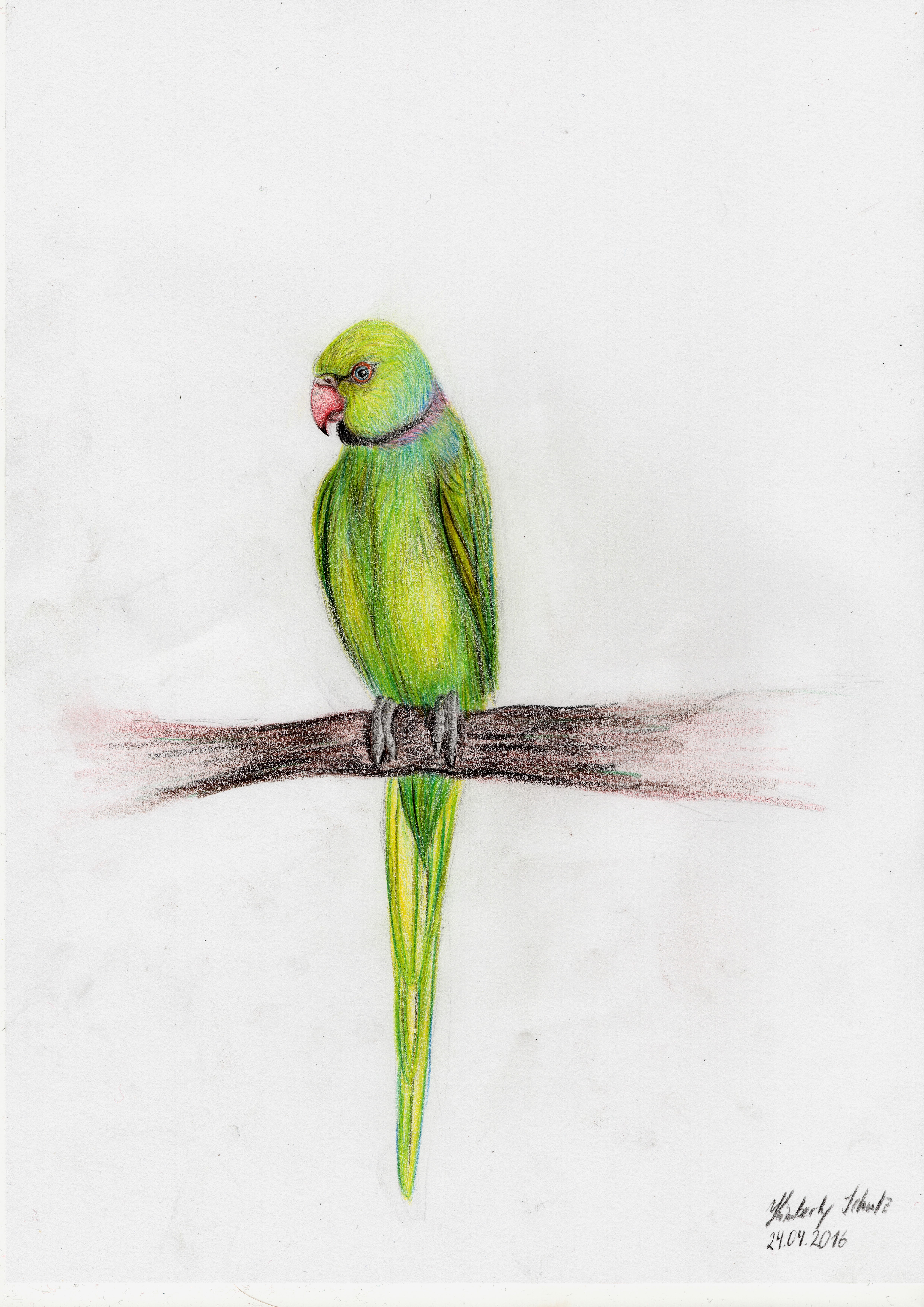 4960x7015 How To Draw A Green Parrot - Green Parrot Drawing