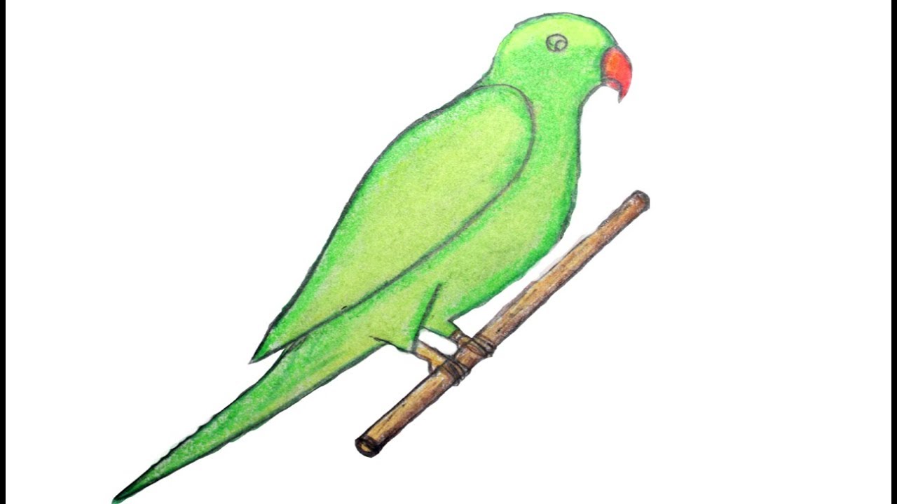 1280x720 how to draw green parrot with oil pastels drawing green parrot - Green Parrot Drawing