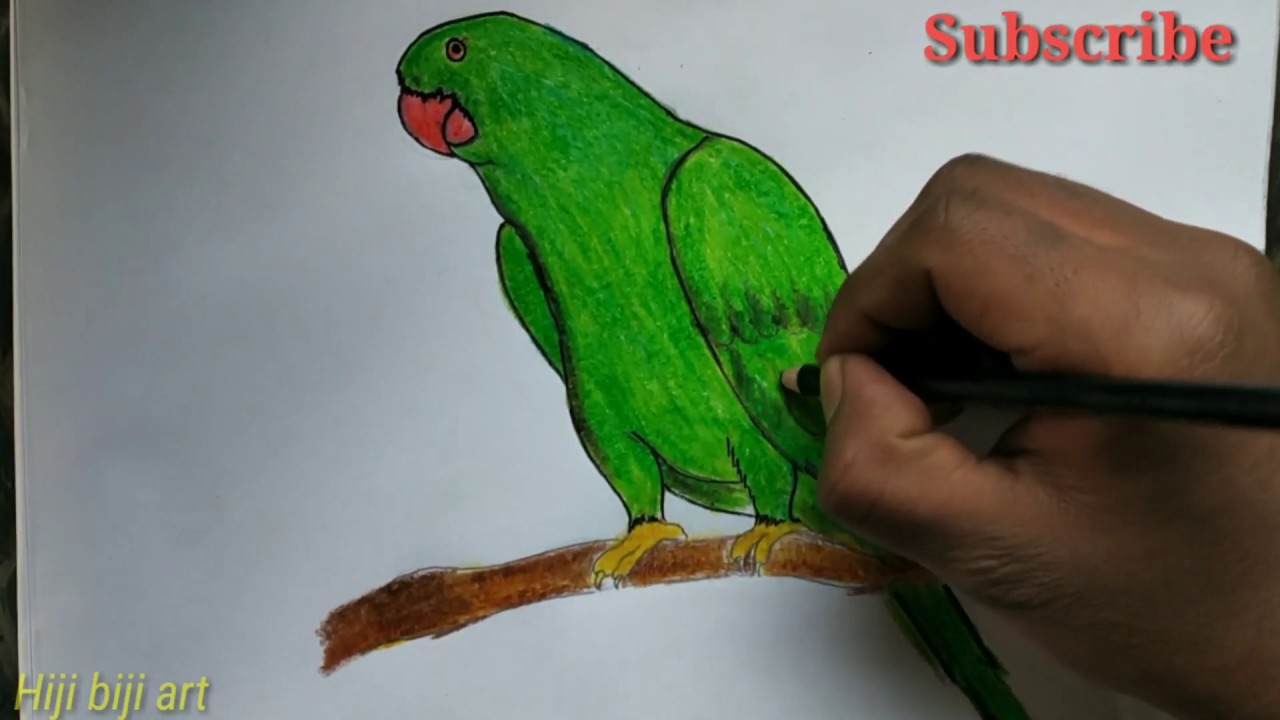 Green Parrot Drawing at PaintingValley.com | Explore collection of ...