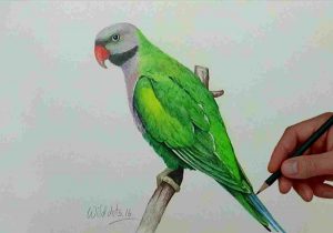 300x210 Green Parrot Flight Stock Vector Royalty Free Rhshutterstockcom - Green Parrot Drawing