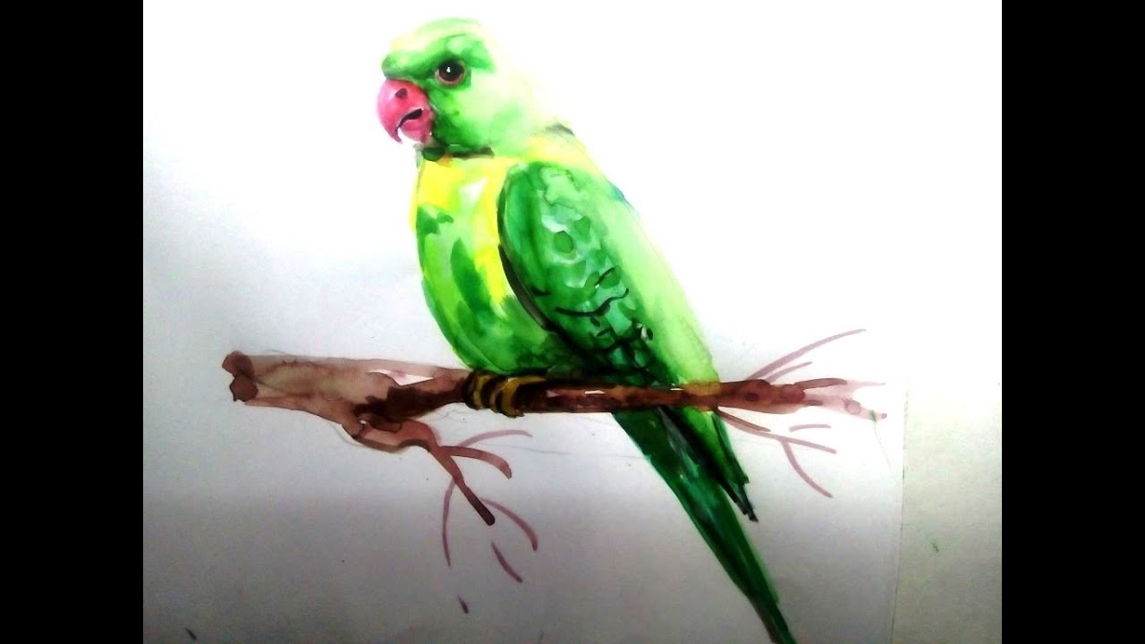 1280x720 Parrot Draw In Water Colour Art - Green Parrot Drawing