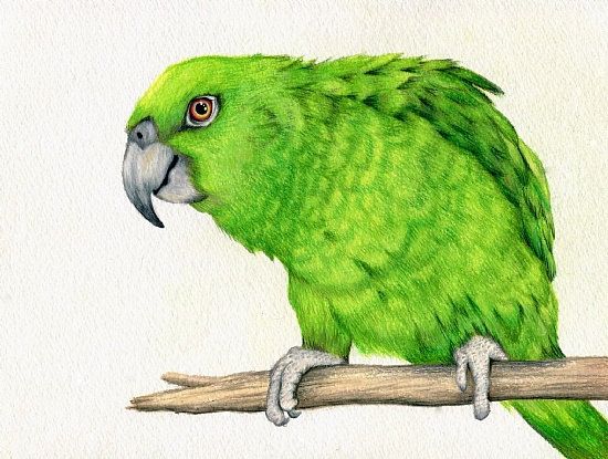 Bird drawing - PARROT | PeakD