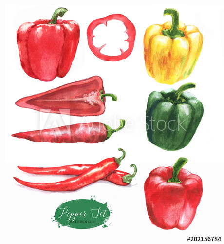 460x500 hand drawn watercolor illustration of the different peppers - Green Pepper Drawing