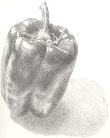 373x465 Drawing Essentials Inspired - Green Pepper Drawing