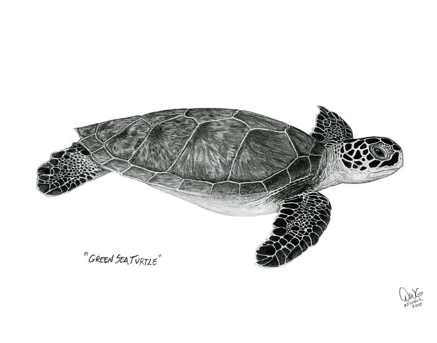 900x707 Green Sea Turtle Drawing - Green Sea Turtle Drawing