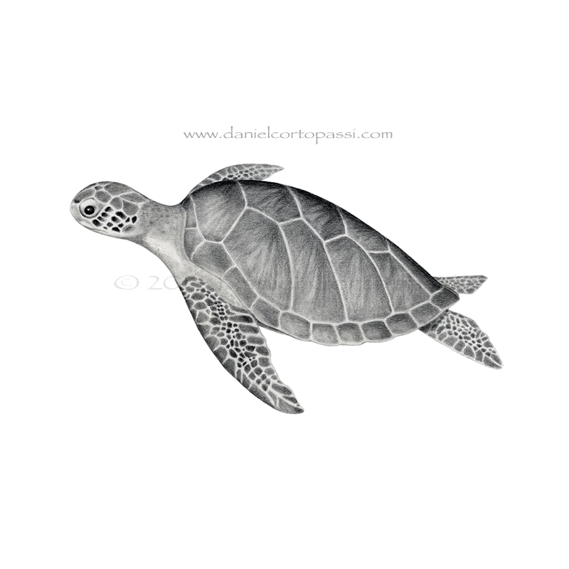 800x800 Green Sea Turtle Print - Green Sea Turtle Drawing