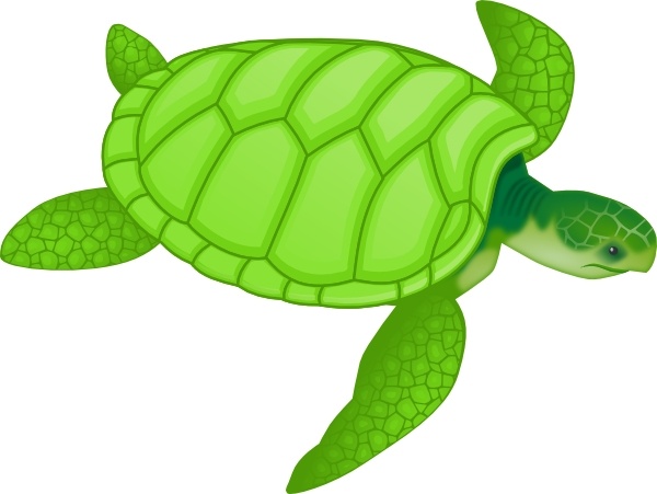 600x451 Green Sea Turtle Clip Art Free Vector In Open Office Drawing - Green Sea Turtle Drawing