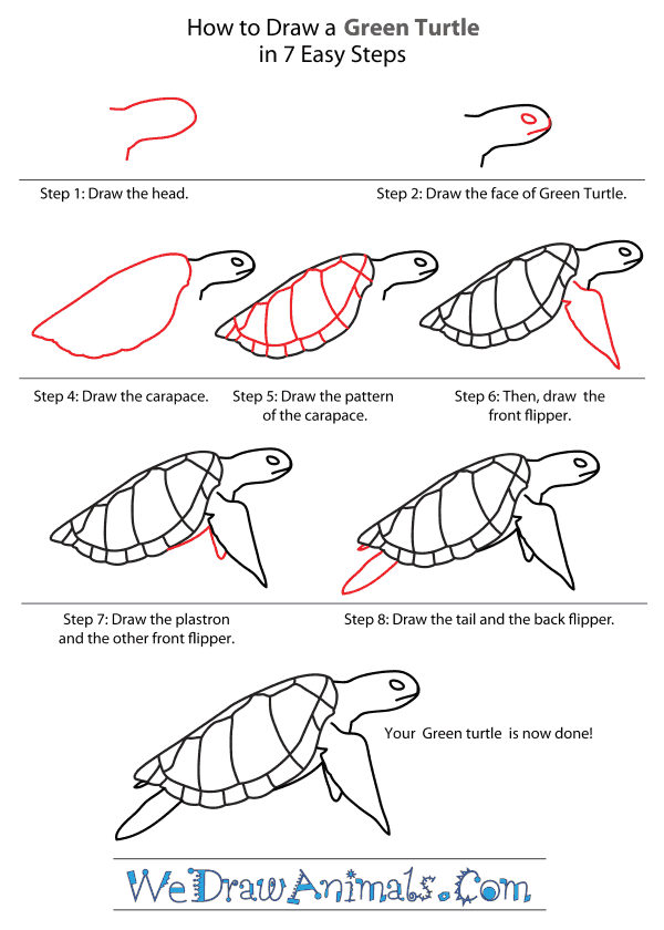 600x840 How To Draw A Green Turtle - Green Sea Turtle Drawing