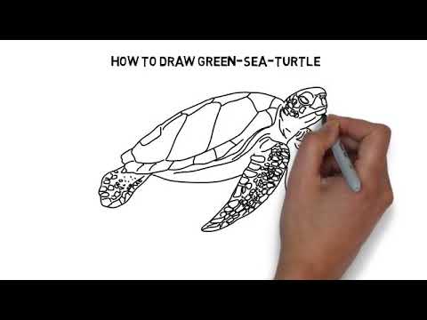 480x360 How To Draw Green Sea Turtle - Green Sea Turtle Drawing