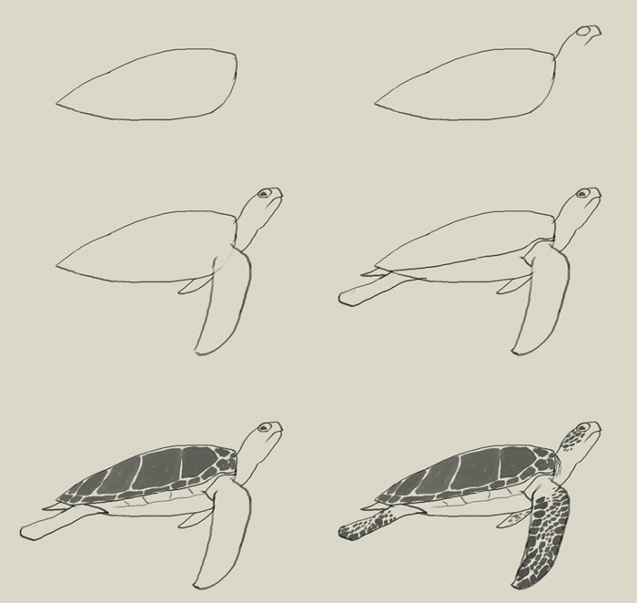 700x662 How To Draw Green Sea Turtle - Green Sea Turtle Drawing