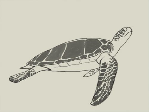 Green Sea Turtle Drawing At Explore Collection Of Green Sea Turtle Drawing