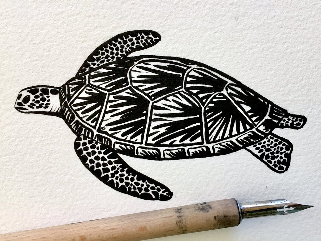 1023x768 Inktober Drawing - Green Sea Turtle Drawing
