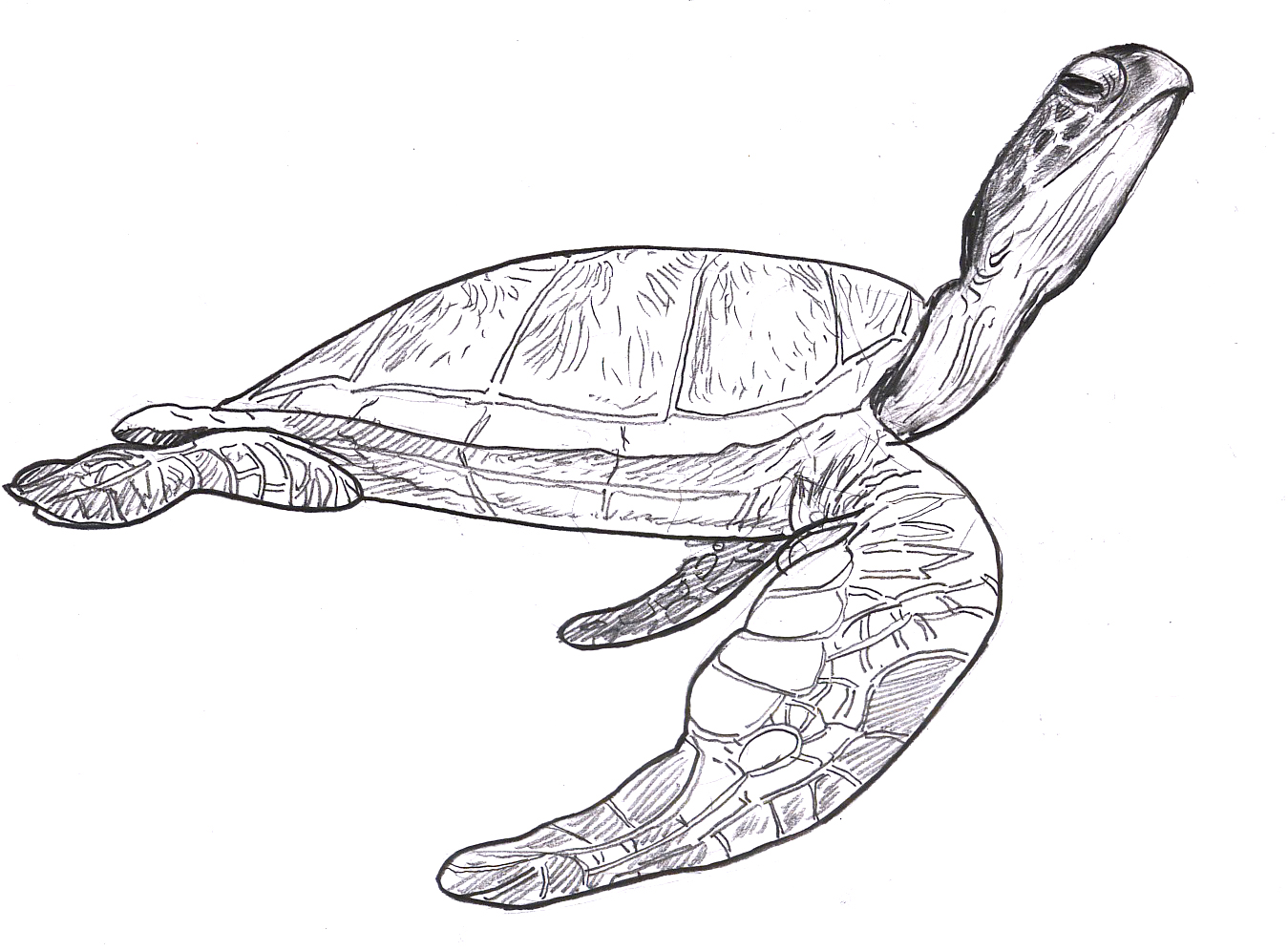 1349x996 Sea Turtles! - Green Sea Turtle Drawing