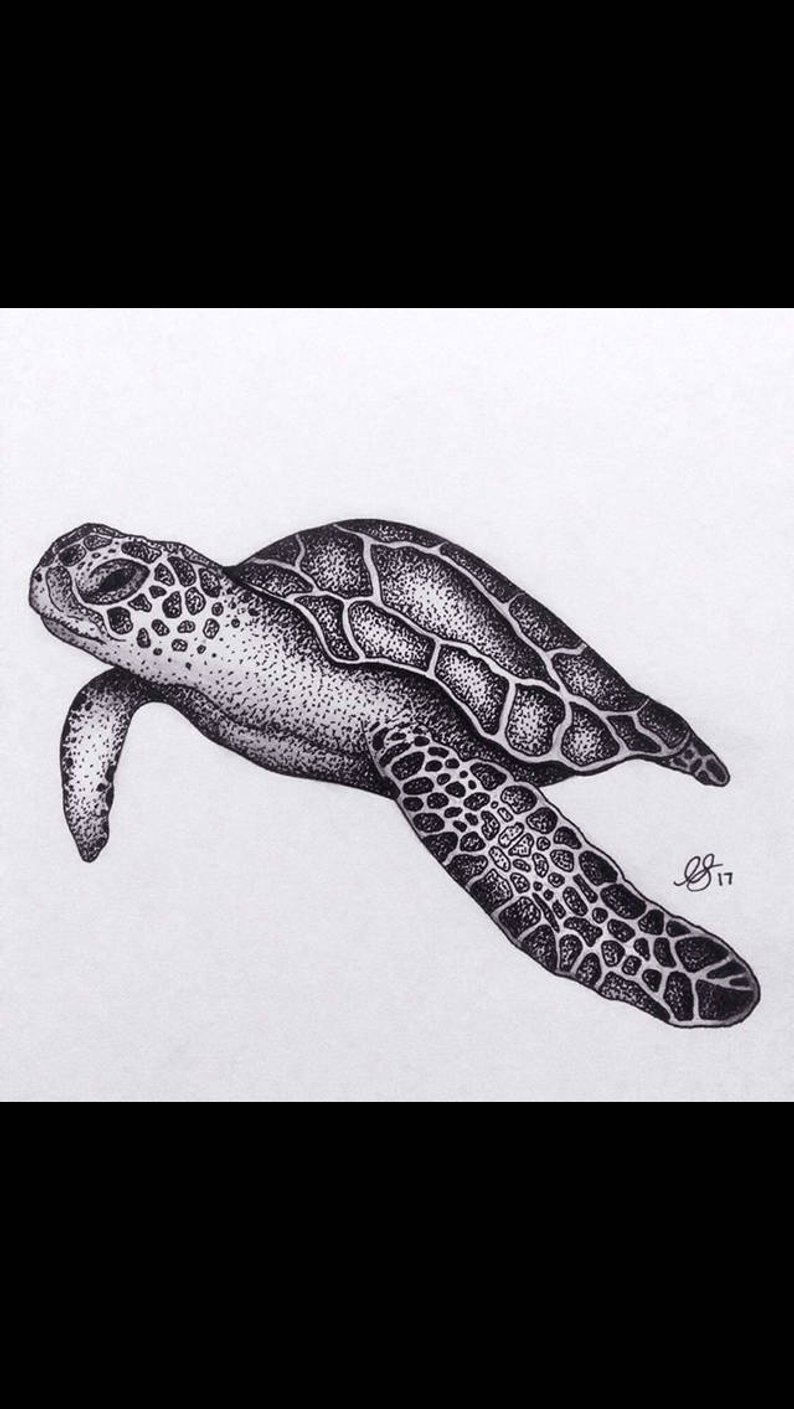 Green Sea Turtle Drawing at PaintingValley.com | Explore collection of ...