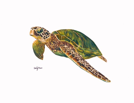 Green Sea Turtle Drawing at PaintingValley.com | Explore collection of ...