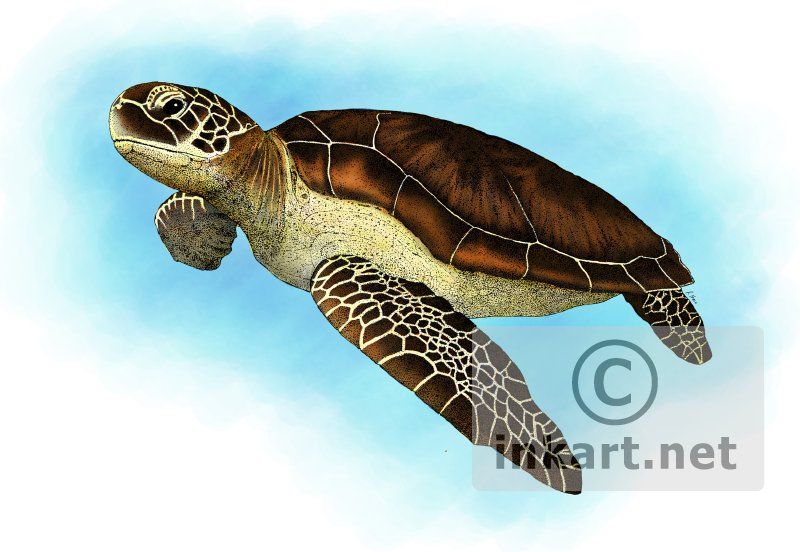 800x552 Green Sea Turtle Sculpture Sea Turtles Drawings - Green Sea Turtle Drawing