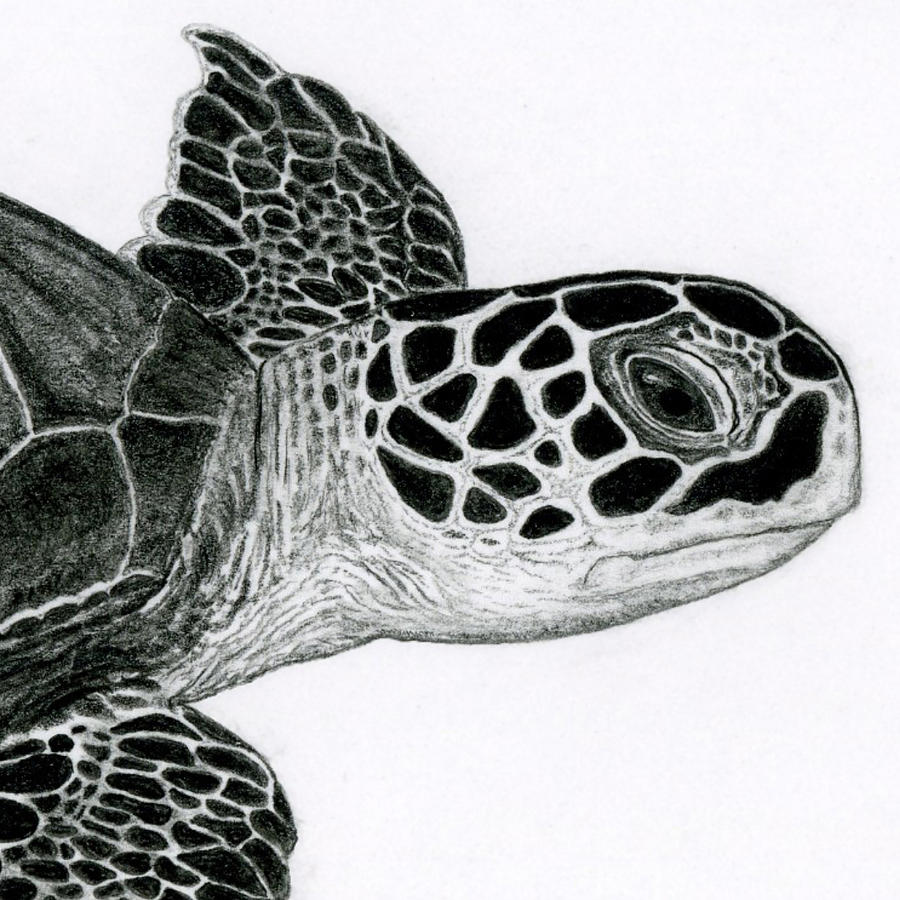 Turtle draw