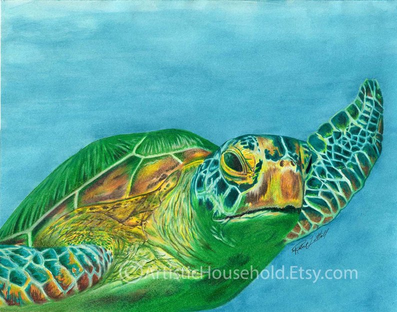 Green Sea Turtle Drawing at PaintingValley.com | Explore collection of ...