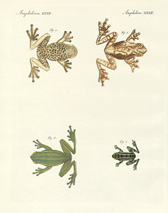 237x300 Green Tree Frog Drawings Fine Art America - Green Tree Frog Drawing