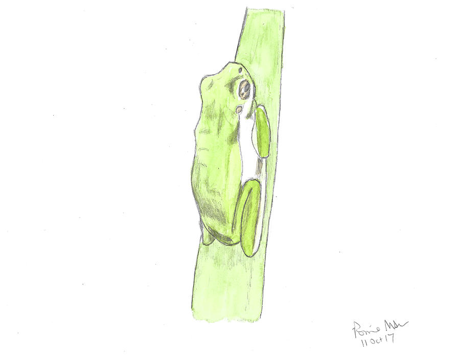 900x695 Green Tree Frog Mixed Media - Green Tree Frog Drawing