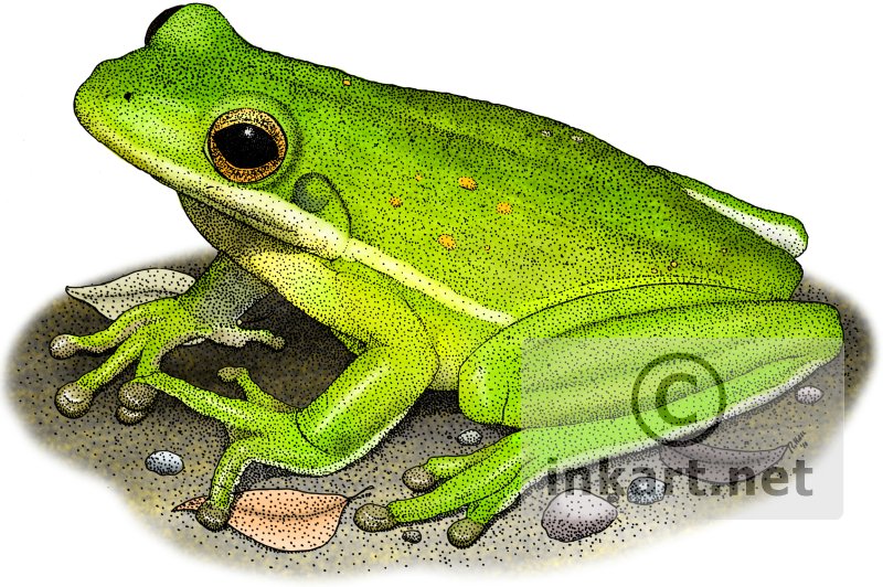 800x532 Green Treefrog - Green Tree Frog Drawing