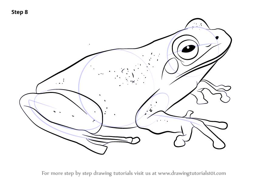 843x596 Learn How To Draw A Green Tree Frog - Green Tree Frog Drawing